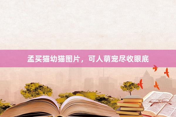 孟买猫幼猫图片，可人萌宠尽收眼底